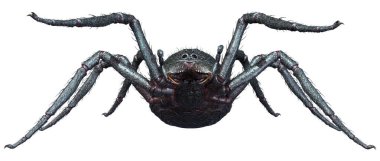 Beyaz arka planda izole edilmiş siyah dev örümceğin 3 boyutlu görüntüsü