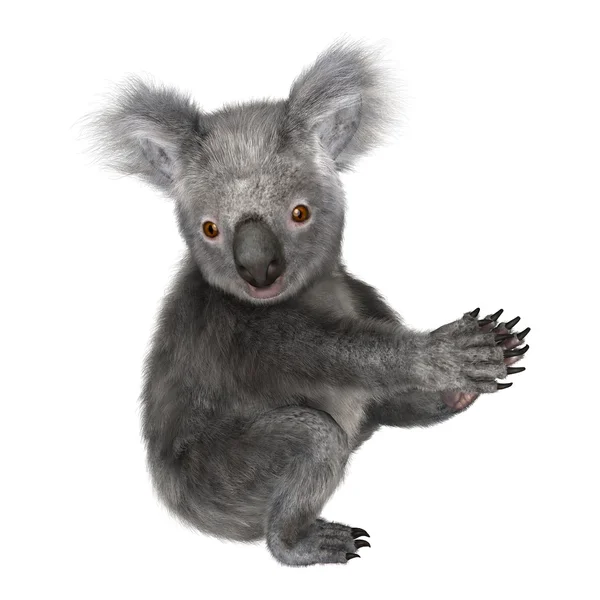 Koala — Stok Foto