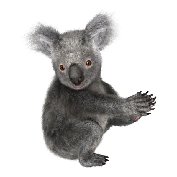 Koala — Zdjęcie stockowe