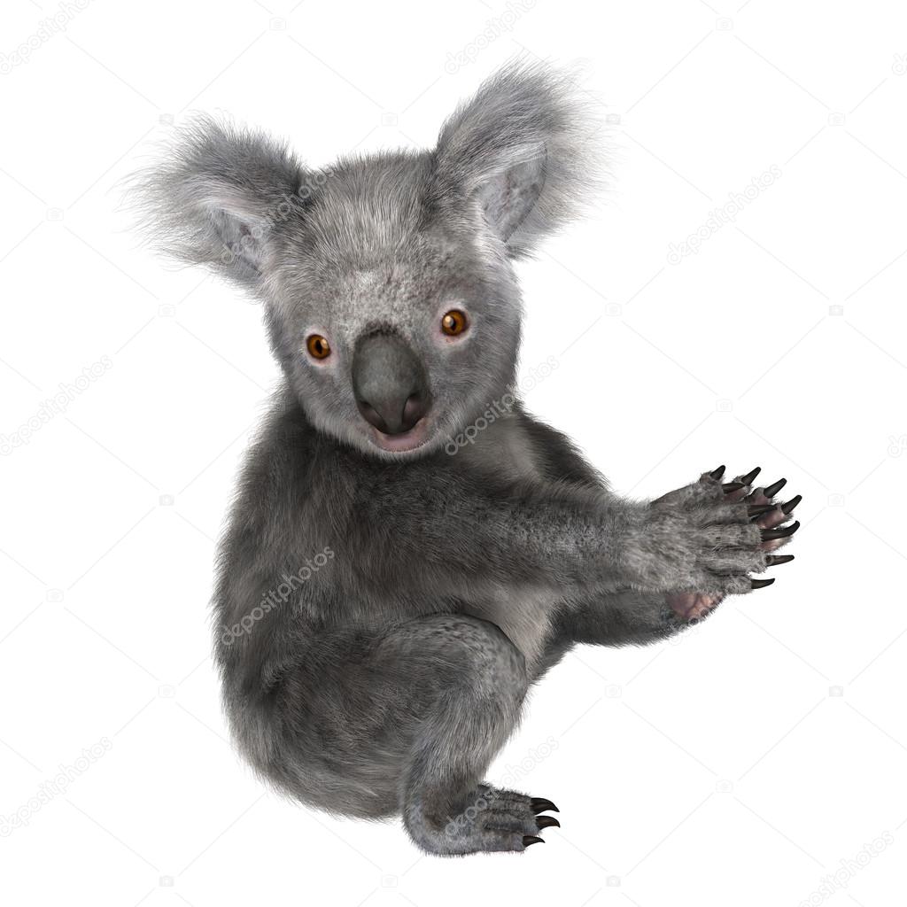 Koala