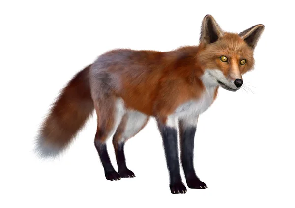 Red Fox — Stock Photo, Image