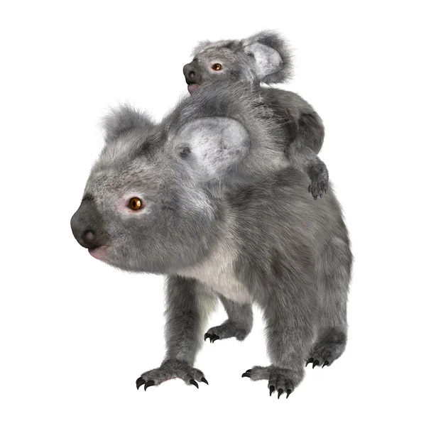 Koalas — Stockfoto