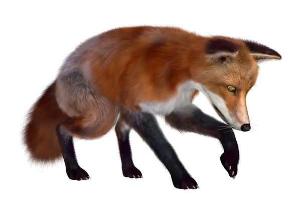 红狐 — 图库照片