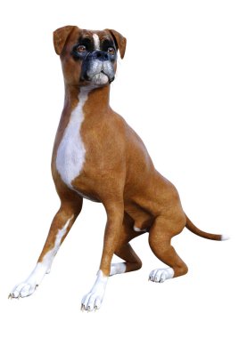 Beyaz arkaplanda izole edilmiş bir boksör köpeğinin 3B canlandırması