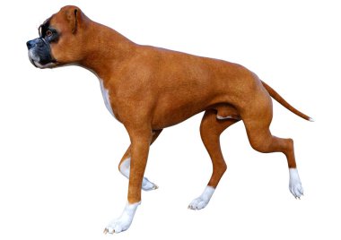 Beyaz arkaplanda izole edilmiş bir boksör köpeğinin 3B canlandırması