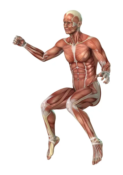 Mannelijke anatomie figuur — Stockfoto