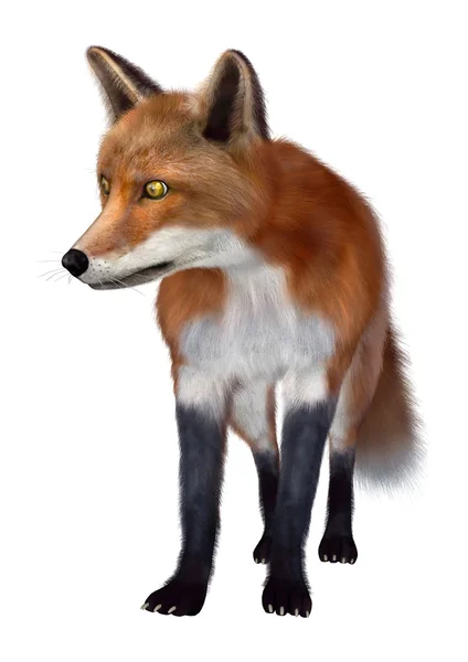 Ilustracja Red Fox — Zdjęcie stockowe