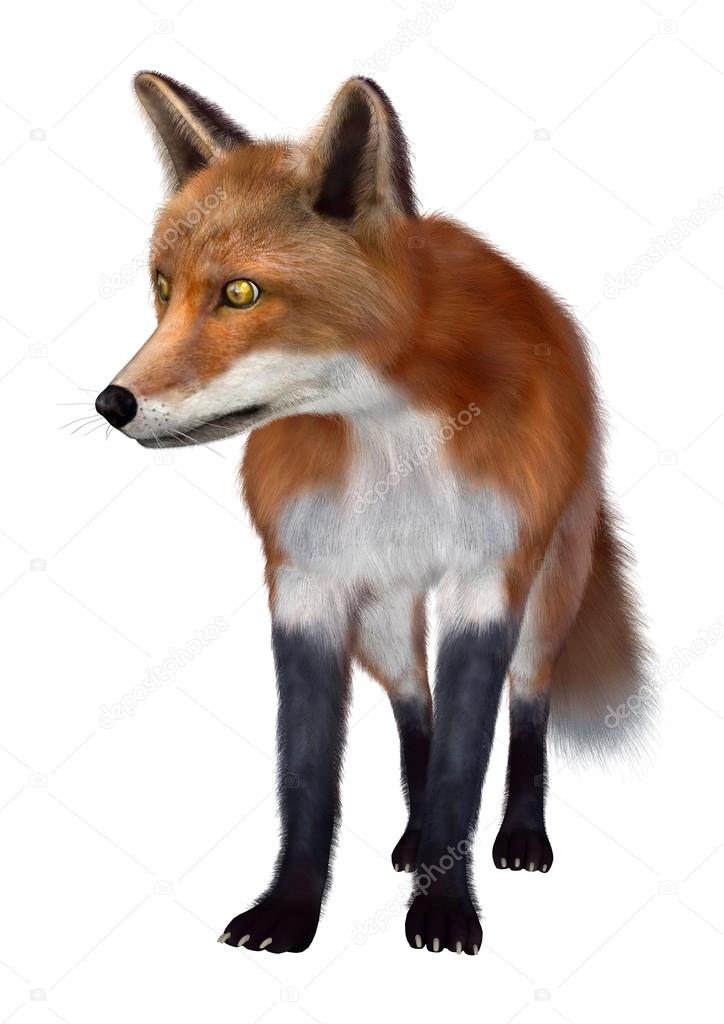 Red Fox Illustartion