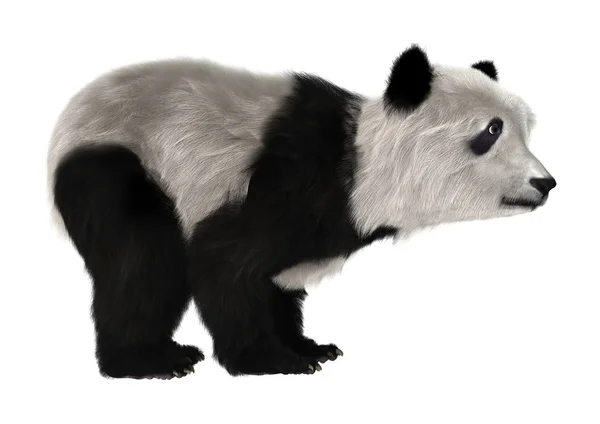 Ayı panda yavrusu — Stok fotoğraf