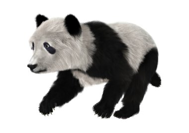 Ayı panda yavrusu