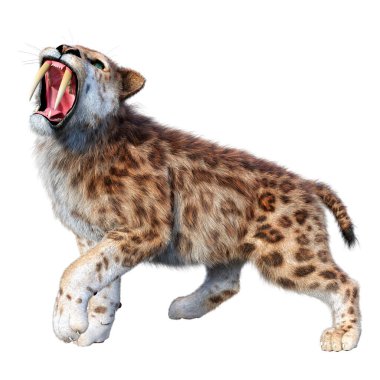 Üç boyutlu bir kılıç dişli kaplan bembeyaz arka planda izole edilmiş.