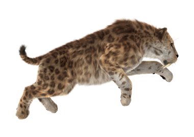 Büyük kedi Sabertooth illüstrasyon
