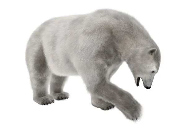 Ilustração do urso polar — Fotografia de Stock