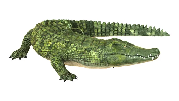 Green Crocodile Illustration — Stock Photo, Image