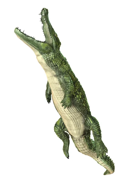 Grüne Krokodilillustration — Stockfoto