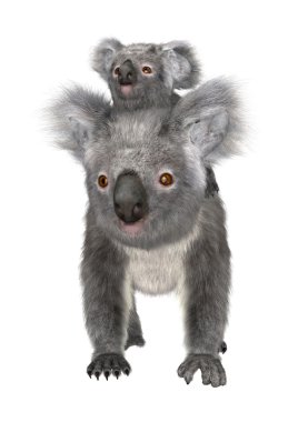 Cute Koalas Illustration clipart