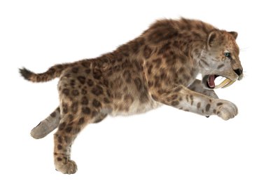 Büyük kedi Sabertooth