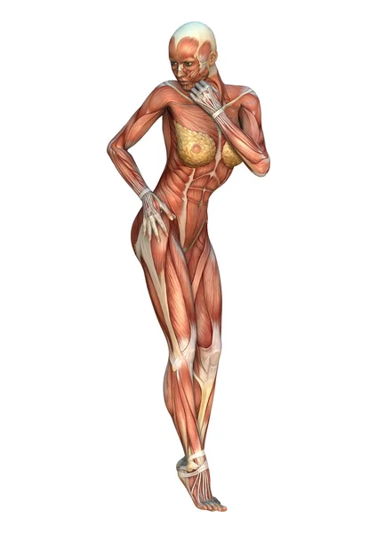 Mapas musculares Ilustración — Foto de Stock
