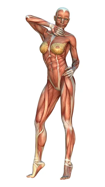 Illustration von Muskelkarten — Stockfoto