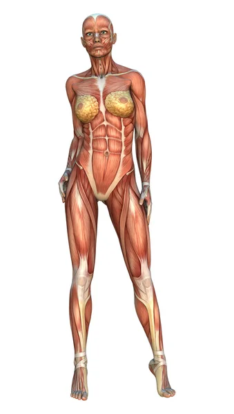 Mapas musculares Ilustración — Foto de Stock