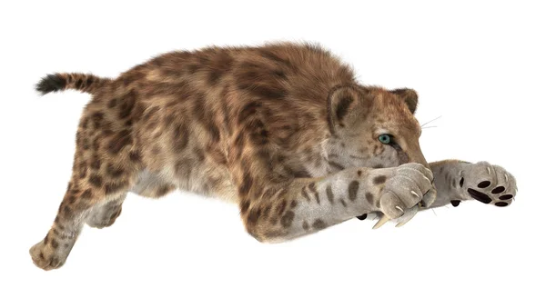 Big Cat Sabertooth — Stock Photo, Image