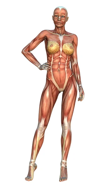 Muskel kartor Illustration — Stockfoto