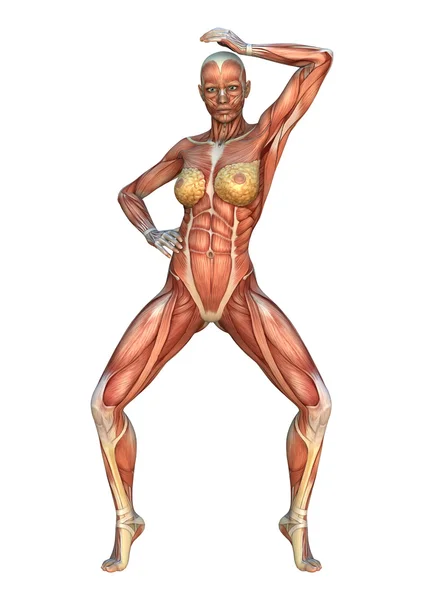 Muscle Maps Illustration — Stock Photo, Image