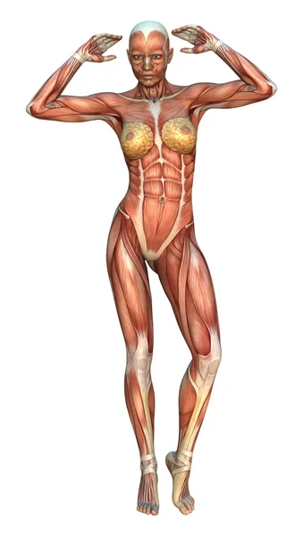 Ilustracja mapy mięśni — Zdjęcie stockowe