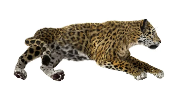 Stor katt Jaguar — Stockfoto