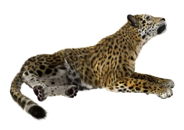 Big Cat Jaguar — Stock Photo, Image