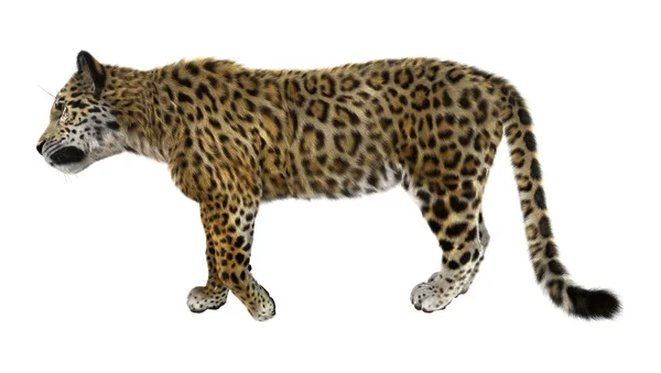 Великі кішки Jaguar — стокове фото