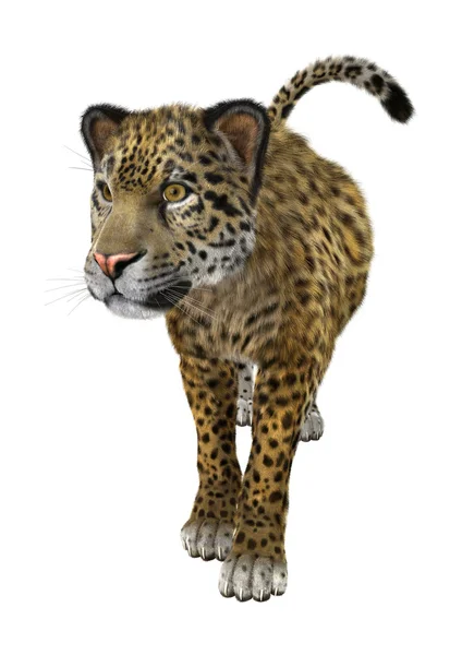 Grande gatto giaguaro — Foto Stock