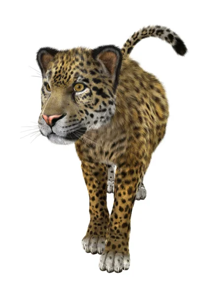 Big Cat Jaguar — Stock Photo, Image