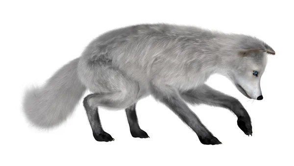 Illustration zum Polarfuchs — Stockfoto