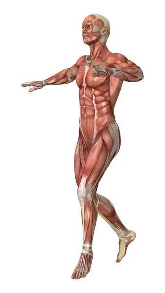 肌肉图图 — 图库照片