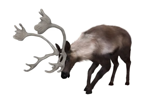 Caribou Grazing Illustration — Stock Photo, Image