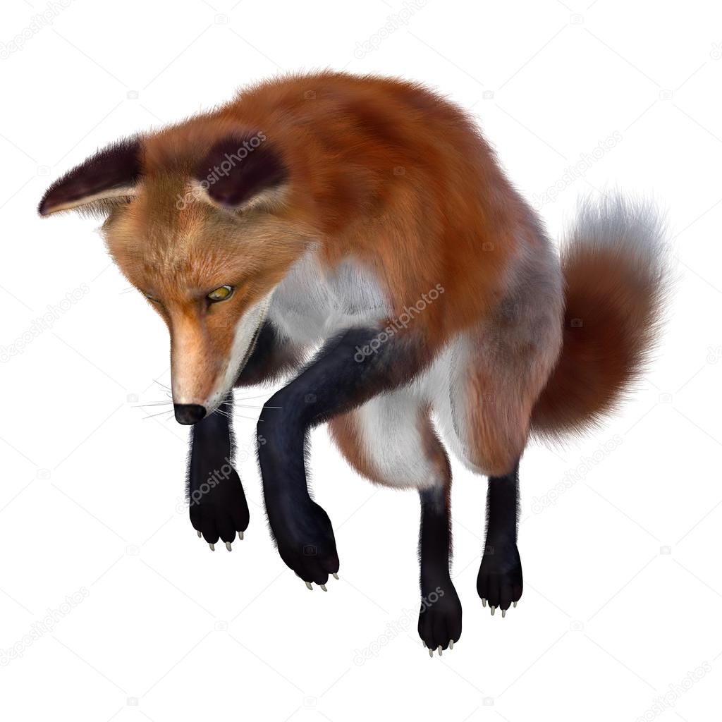 Red Fox Illustration