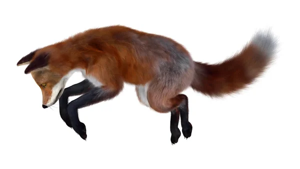 Red Fox på vit — Stockfoto