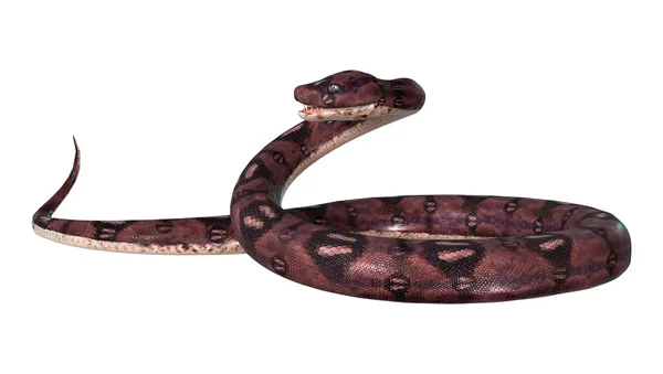 Veszélyes Anaconda, fehér — Stock Fotó