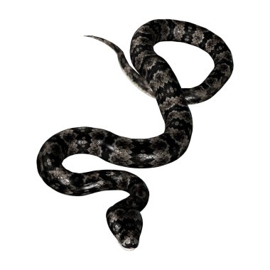 Cottonmouth Snake on White clipart