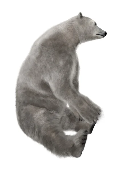 Полярний ведмідь, сидячи — стокове фото