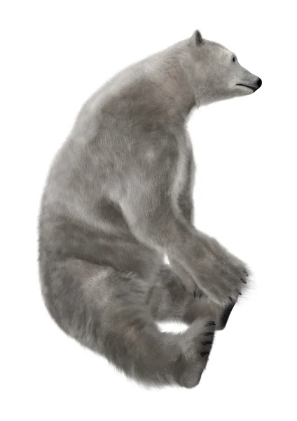 Eisbär sitzt — Stockfoto