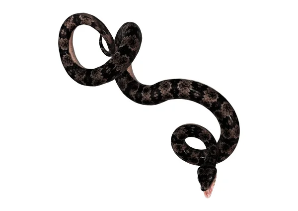 Cottonmouth serpente su bianco — Foto Stock