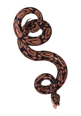 Beyaz top Python