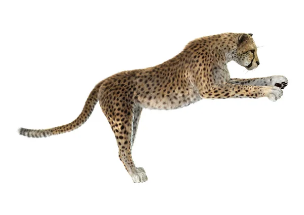 Big Cat Cheetah — Stock Photo, Image