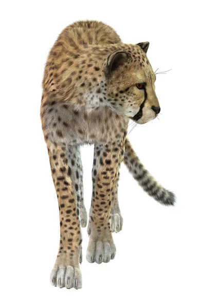 Big Cat Cheetah — Stockfoto