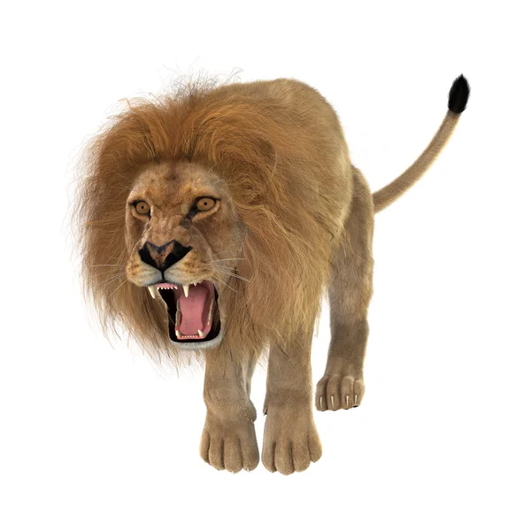 Manliga lionen på vit — Stockfoto