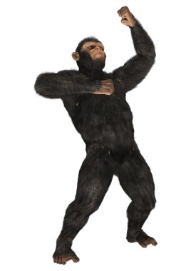  Maymun şempanze beyaz