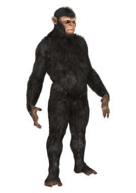 Maymun şempanze beyaz