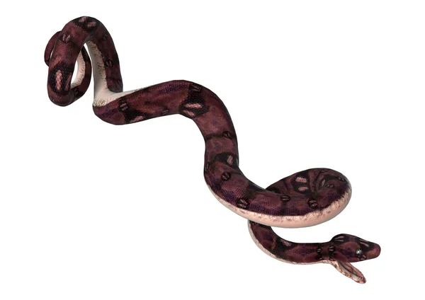 화이트에 아나콘다 뱀 — 스톡 사진